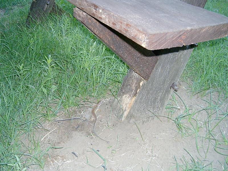 szate (164).jpg